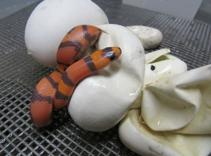 Hypomelanistic Honduran Milk Snake